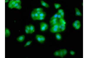Immunofluorescence staining of HepG2 cells with ABIN7169549 at 1:66, counter-stained with DAPI. (NANS antibody  (AA 132-259))