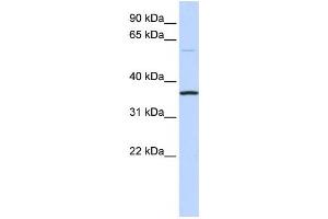 Western Blotting (WB) image for anti-Chromosome 16 Open Reading Frame 46 (C16ORF46) antibody (ABIN2459595) (C16ORF46 antibody)