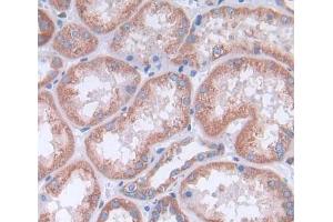 Used in DAB staining on fromalin fixed paraffin- embedded kidney tissue (Cathepsin H antibody  (AA 23-335))