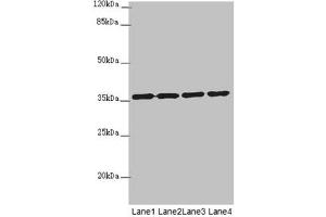 Western blot All lanes: OSGEP antibody at 3. (OSGEP antibody  (AA 1-335))