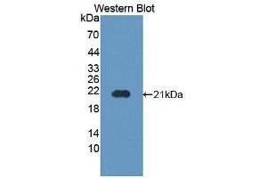 Western blot analysis of the recombinant protein. (PPIB antibody  (AA 34-216))