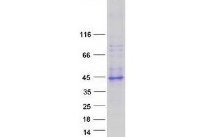 Validation with Western Blot (Ceramide Synthase 2 Protein (CERS2) (Transcript Variant 2) (Myc-DYKDDDDK Tag))