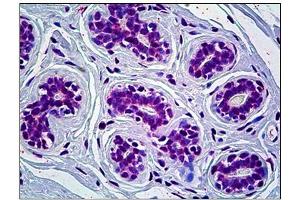 Immunohistochemistry (IHC) image for anti-Cryptochrome 1 (Photolyase-Like) (CRY1) antibody (ABIN781975) (CRY1 antibody)