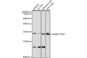 Western blot analysis of extracts of various cell lines, using Alpha SNAP antibody (ABIN7268779) at 1:1000 dilution. (NAPA antibody)