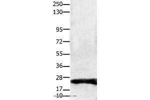 Western blot analysis of Hela cell, using CLDN1 Polyclonal Antibody at dilution of 1:1900 (Claudin 1 antibody)
