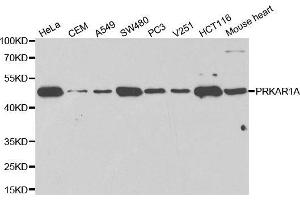 Western blot analysis of extracts of various cell lines using PRKAR1A antibody. (PRKAR1A antibody  (AA 1-250))