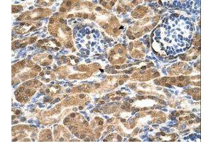 Image no. 2 for anti-Stromal Cell Derived Factor 2 (SDF2) (AA 31-80) antibody (ABIN321503) (SDF2 antibody  (AA 31-80))