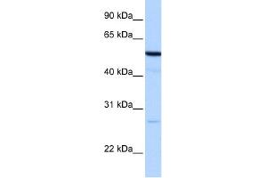 WB Suggested Anti-REEP4 Antibody Titration:  0. (Receptor Accessory Protein 4 antibody  (N-Term))