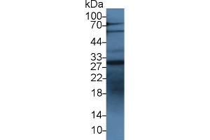 Western Blot; Sample: Human HepG2 cell lysate; Primary Ab: 3µg/ml Rabbit Anti-Bovine IGFBP1 Antibody Second Ab: 0.