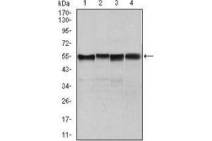 Western blot analysis using SLC2A4 mouse mAb against NIH3T3 (1), 3T3L1 (2), MCF-7 (4) cell lysate and Mouse heart (3) tissue lysate.