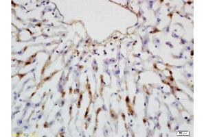 Immunohistochemistry (Paraffin-embedded Sections) (IHC (p)) image for anti-Leptin Receptor (LEPR) (AA 901-1000) antibody (ABIN725060)