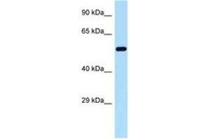 Image no. 1 for anti-Golgi Reassembly Stacking Protein 2, 55kDa (GORASP2) (AA 379-428) antibody (ABIN6747947) (GORASP2 antibody  (AA 379-428))
