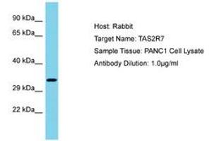 Image no. 1 for anti-Taste Receptor, Type 2, Member 7 (TAS2R7) (AA 155-204) antibody (ABIN6750604) (TAS2R7 antibody  (AA 155-204))