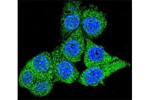 Confocal immunofluorescent analysis of GAPDH antibody with HeLa cells followed by Alexa Fluor 488-conjugated goat anti-rabbit lgG (green). (GAPDH antibody  (AA 233-259))