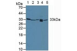 Western blot analysis of (1) Human Placenta Tissue, (2) Mouse Liver Tissue, (3) Mouse Kidney Tissue, (4) Mouse Lung Tissue and (5) Mouse Spleen Tissue.