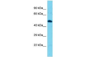 Host: Rabbit  Target Name: Tekt3  Sample Tissue: Mouse Muscle lysates  Antibody Dilution: 1. (Tektin 3 antibody  (N-Term))