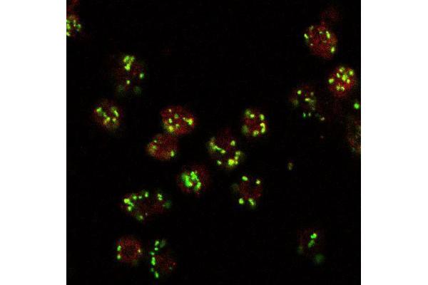 Lava Lamp antibody  (Internal Region)