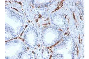 Immunohistochemistry (IHC) image for anti-Platelet/endothelial Cell Adhesion Molecule (PECAM1) (AA 625-738) antibody (ABIN6940277)