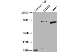 Immunoprecipitating PIK3CB in K562 whole cell lysate Lane 1: Rabbit control IgG instead of ABIN7127763 in K562 whole cell lysate. (Recombinant PIK3CB antibody)