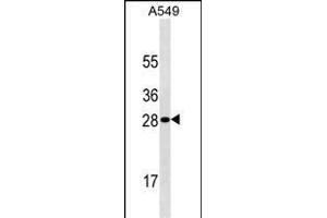 HPRT1 Antibody ABIN1539946 western blot analysis in A549 cell line lysates (35 μg/lane). (HPRT1 antibody  (AA 150-178))