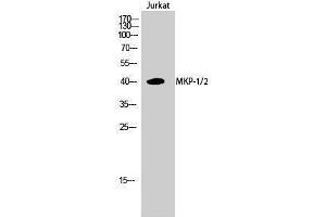 Western Blotting (WB) image for anti-Dual Specificity Phosphatase 1/4 (DUSP1/4) (Lys92) antibody (ABIN3176025) (MKP-1/2 antibody  (Lys92))