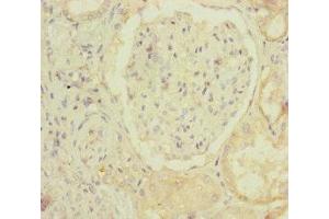 Immunohistochemistry of paraffin-embedded human kidney tissue using ABIN7160136 at dilution of 1:100 (MOCS2 antibody  (Catalytic Subunit))