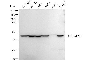 anti-WD Repeat Domain, phosphoinositide Interacting 1 (WIPI1) antibody