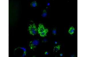 Anti-HIBCH mouse monoclonal antibody (ABIN2453123) immunofluorescent staining of COS7 cells transiently transfected by pCMV6-ENTRY HIBCH (RC209814). (HIBCH antibody)