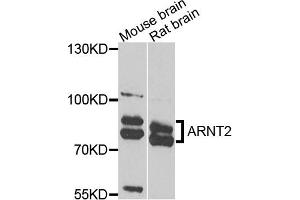 Western blot analysis of extracts of various cell lines, using ARNT2 antibody. (ARNT2 antibody)