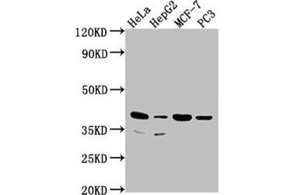 DUSP11 antibody  (AA 105-377)