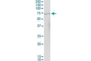 CCT3 MaxPab polyclonal antibody. (CCT3 antibody  (AA 1-544))