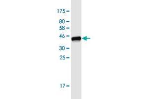 Western Blot detection against Immunogen (40. (FABP7 antibody  (AA 1-132))