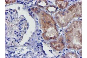 Immunohistochemical staining of paraffin-embedded Human Kidney tissue using anti-CHCHD5 mouse monoclonal antibody. (CHCHD5 antibody  (AA 1-110))