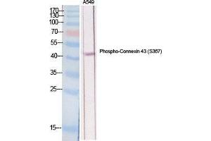 Western Blot (WB) analysis of specific cells using Phospho-Connexin 43 (S368) Polyclonal Antibody. (Connexin 43/GJA1 antibody  (pSer368))