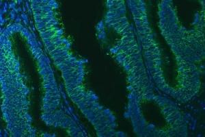 IF analysis of TXNDC5 using anti-TXNDC5 antibody (ABIN7599699). (TXNDC5 antibody  (AA 109-403))