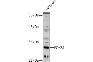 Western blot analysis of extracts of Rat testis, using FOXS1 antibody (ABIN7267251) at 1:500 dilution. (FOXS1 antibody  (AA 121-330))