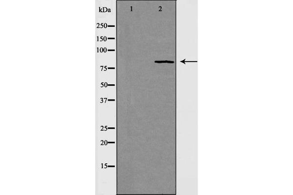 RAD54L antibody  (C-Term)