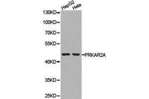Western Blotting (WB) image for anti-Protein Kinase, CAMP-Dependent, Regulatory, Type II, alpha (PRKAR2A) antibody (ABIN1874287)