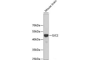 Western blot analysis of extracts of Mouse brain using GJC2 Polyclonal Antibody at dilution of 1:500. (GJC2 antibody)