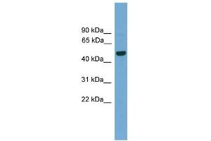 WB Suggested Anti-GRAMD3 Antibody Titration:  0.