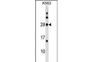 MOG Antibody (Center) (ABIN1538645 and ABIN2849626) western blot analysis in K562 cell line lysates (35 μg/lane). (MOG antibody  (AA 82-109))