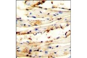 CRCT1 antibody (N-term) (ABIN653986 and ABIN2843928) immunohistochemistry analysis in formalin fixed and paraffin embedded mouse heart tissue followed by peroxidase conjugation of the secondary antibody and DAB staining. (CRCT1 antibody  (N-Term))