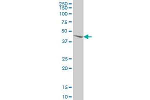 MKNK2 antibody  (AA 1-158)