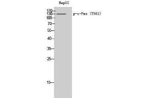 Western Blotting (WB) image for anti-Colony Stimulating Factor 1 Receptor (CSF1R) (pTyr561) antibody (ABIN3173275) (CSF1R antibody  (pTyr561))