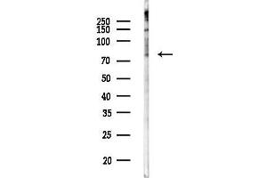 anti-Pentatricopeptide Repeat Domain 1 (PTCD1) antibody