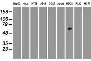Western blot analysis of extracts (35 µg) from 9 different cell lines by using anti-SILV monoclonal antibody. (Melanoma gp100 antibody)
