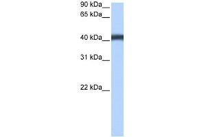 WB Suggested Anti-MFSD3 Antibody Titration:  0. (MFSD3 antibody  (C-Term))