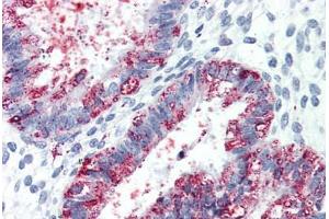 Anti-GPR27 antibody  ABIN1048786 IHC staining of human uterus. (GPR27 antibody  (Cytoplasmic Domain))