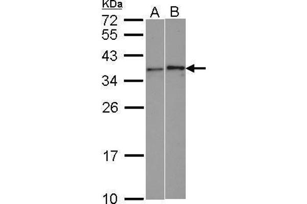 WBSCR22 antibody  (Center)