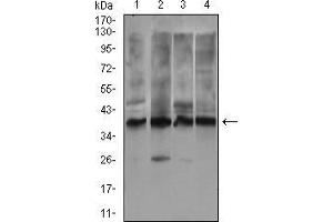 Western blot analysis using ZFP42 mouse mAb against Jurkat (1), HEK293 (2), Raji (3) and PC-3 (4) cell lysate.